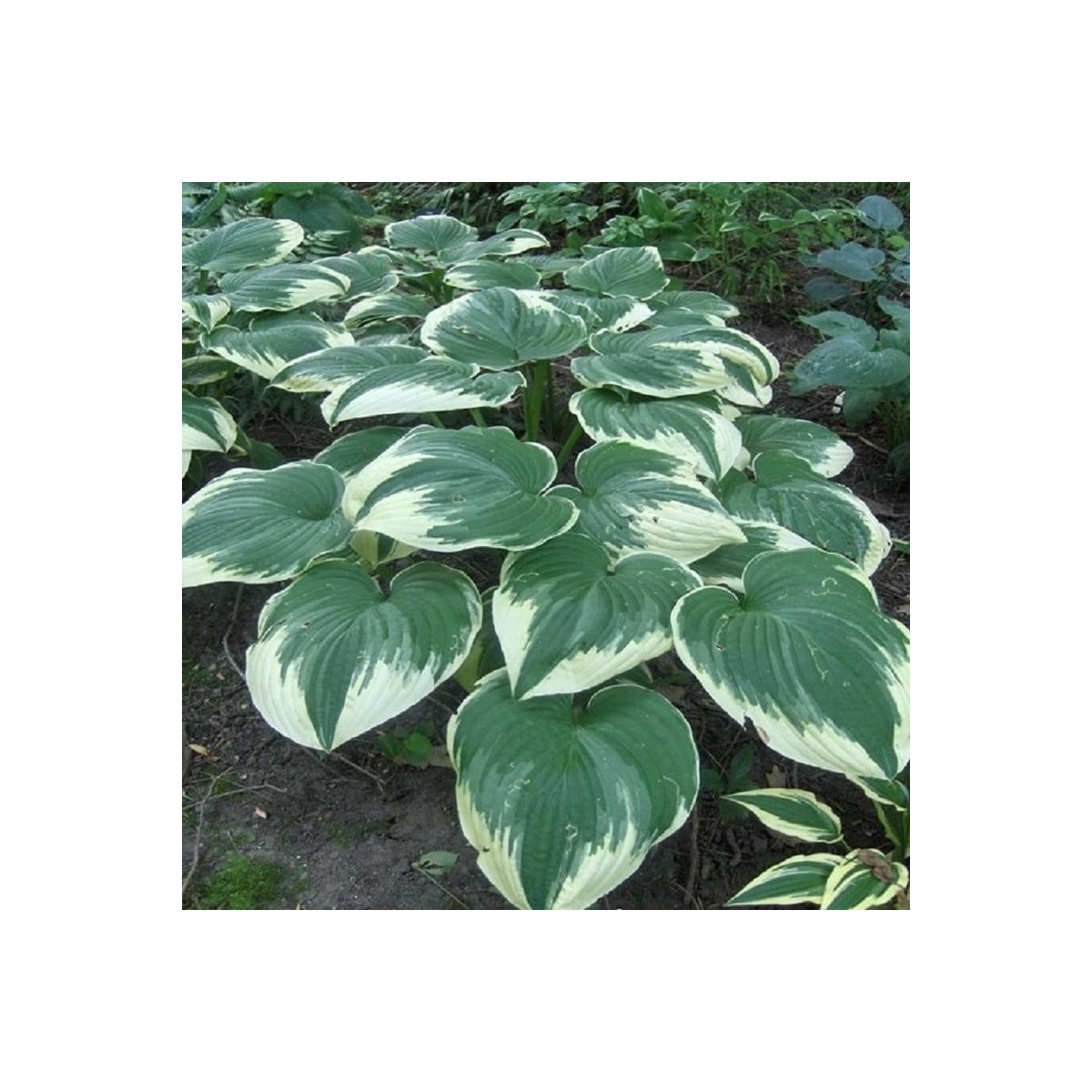 Bohyška - Hosta Robert Frost - hlízy bohyšky - 1 ks