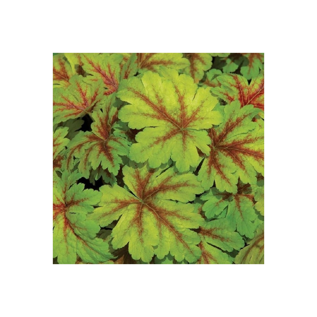 Dlužicha Dales Strain - Heuchera - prostokořenné sazenice dlužichy - 1 ks