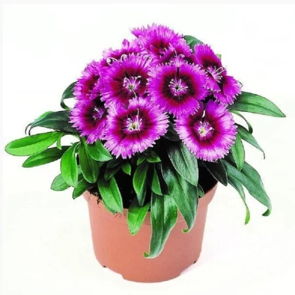 Hvozdík Chiba Purple Picotee F1 - Dianthus - semena hvozdíku - 18 ks