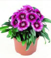 Hvozdík Chiba Purple Picotee F1 - Dianthus interspecific - semena hvozdíku - 18 ks