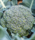BIO Brokolice Rasmus KS - Brassica oleracea L. - bio semena brokolice - 20 ks