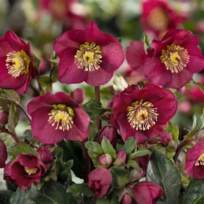 Čemeřice nachová - Helleborus purpurascens - prostokořenné sazenice čemeřice - 1 ks