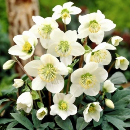 Čemeřice bílá - Helleborus niger - prostokořenné sazenice čemeřice - 1 ks