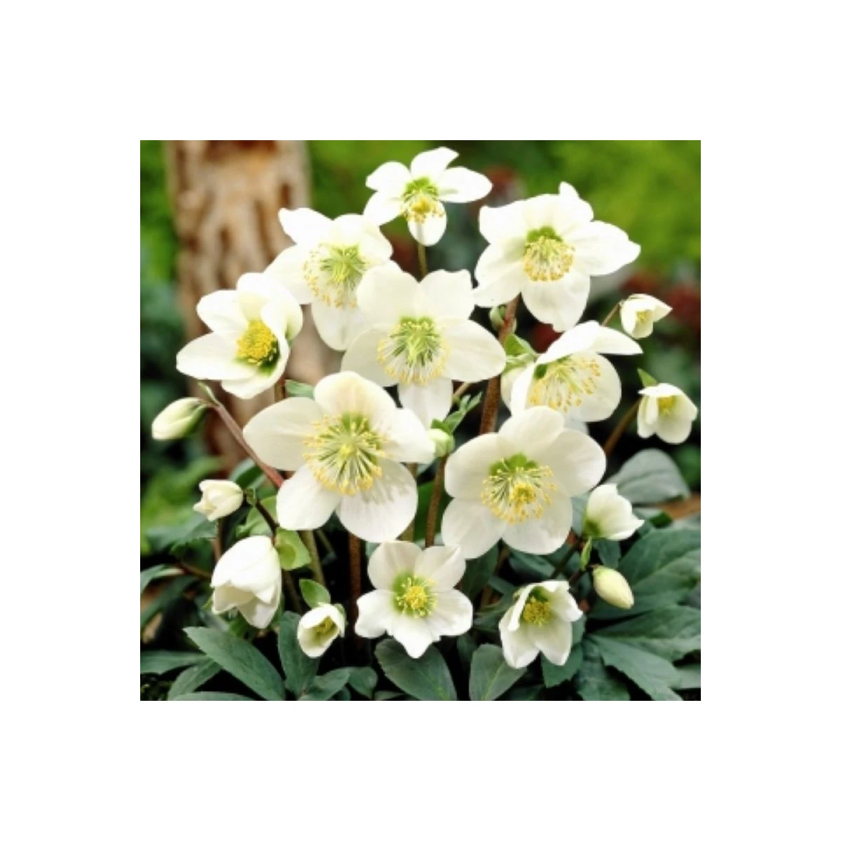 Čemeřice bílá - Helleborus niger - prostokořenné sazenice čemeřice - 1 ks