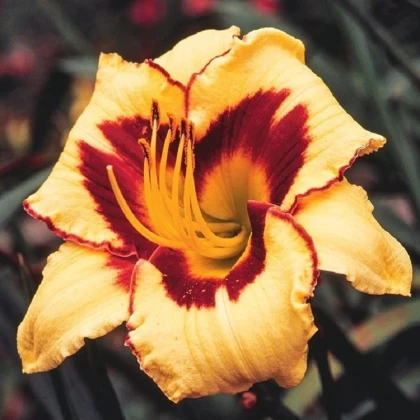 Denivka Eye on America - Hemerocallis - hlízy denivky - 1 ks