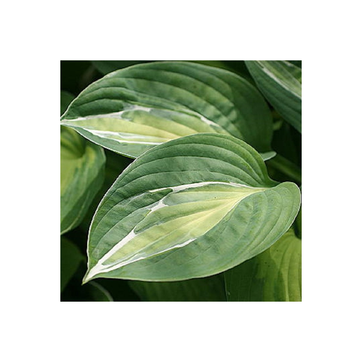 Bohyška - Hosta Snake Eyes - hlízy bohyšky - 1 ks