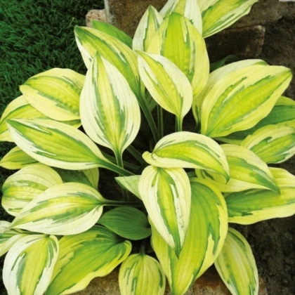 Bohyška - Hosta Captains Adventure - hlízy bohyšky - 1 ks