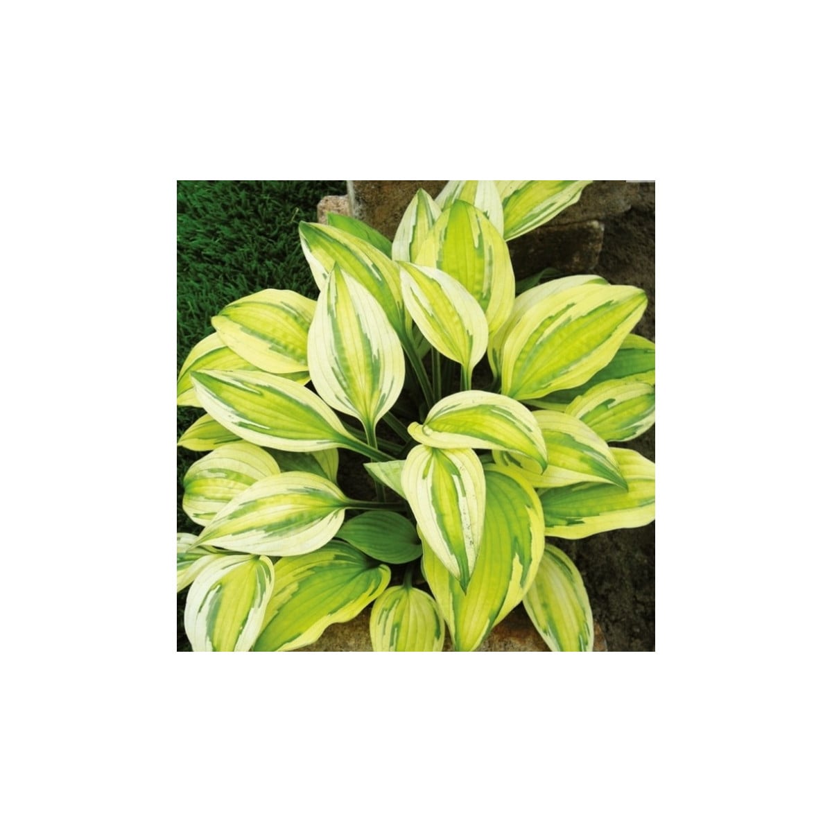 Bohyška - Hosta Captains Adventure - hlízy bohyšky - 1 ks