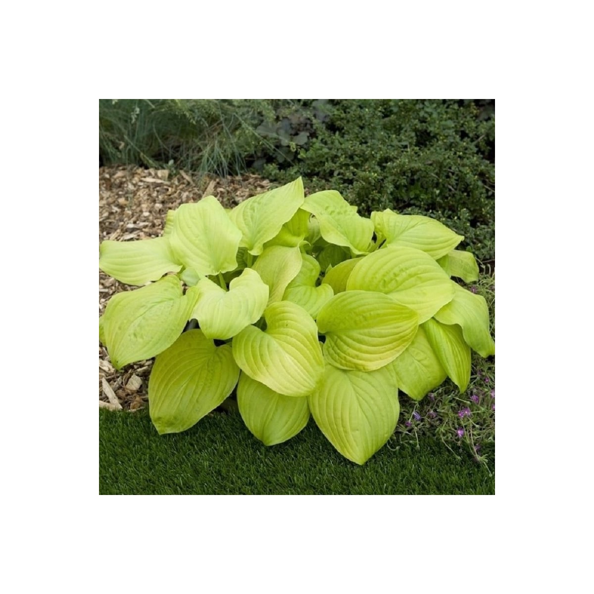 Bohyška - Hosta Tortilla Chip - hlízy bohyšky - 1 ks