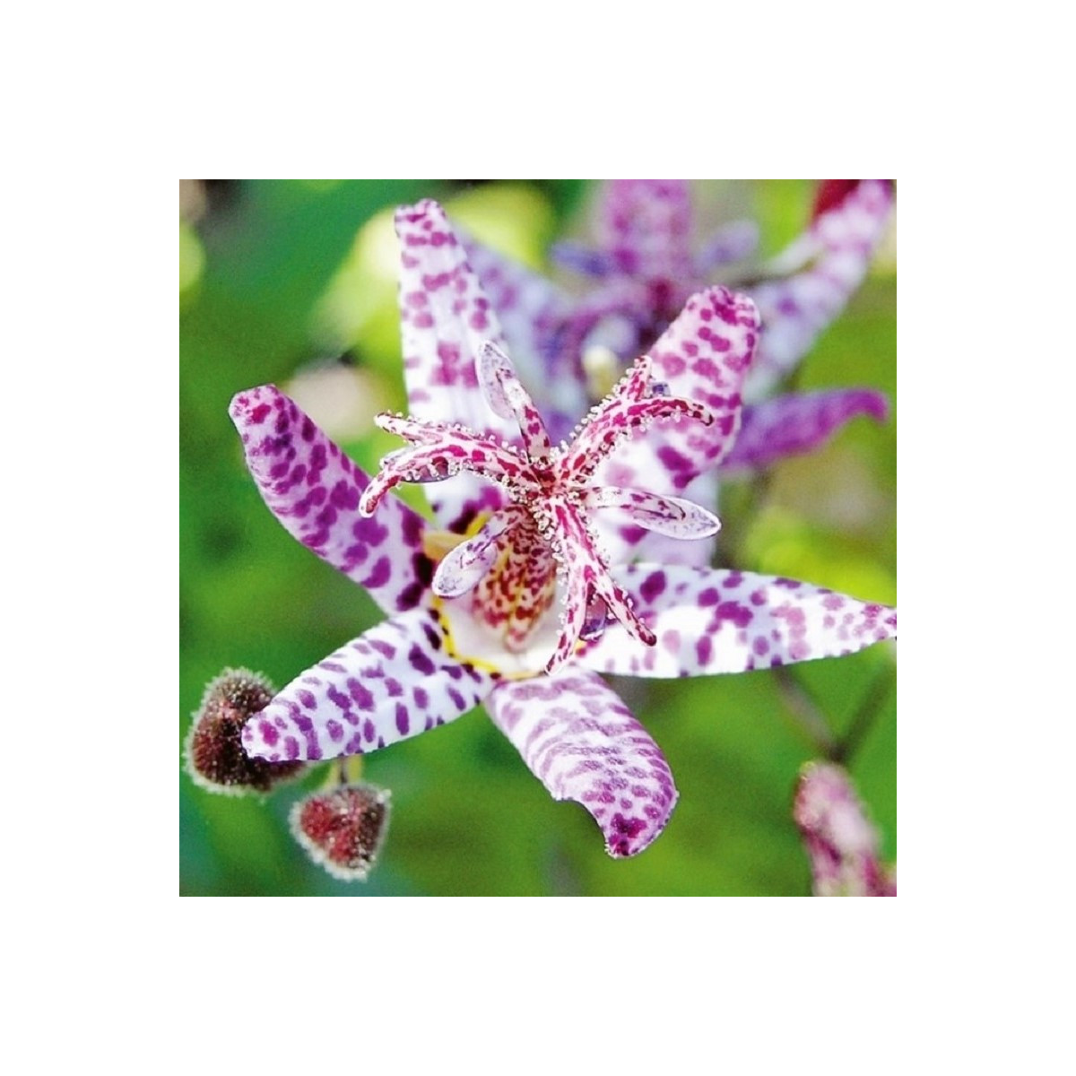 Liliovka Dark Beauty - Tricytris formosana - prostokořenné sazenice liliovky - 1 ks