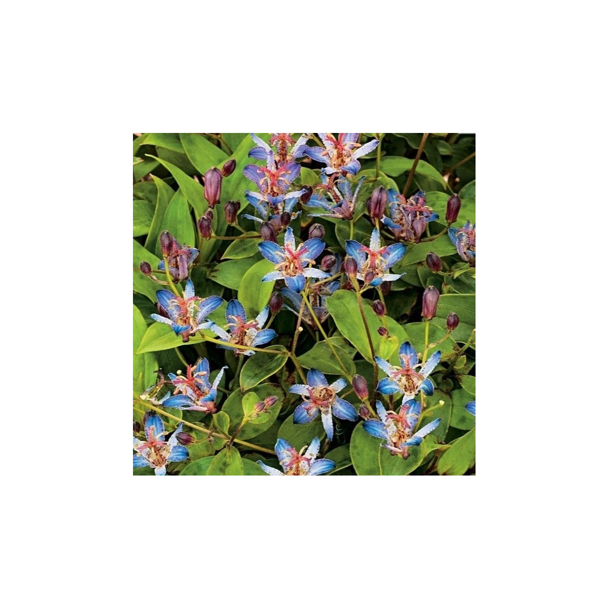 Liliovka srstnatá Tojen - Tricyrtis hirta - prostokořenné sazenice liliovky - 1 ks