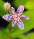 Liliovka srstnatá - Tricyrtis hirta - prostokořenné sazenice liliovky - 1 ks