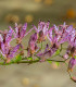 Liliovka srstnatá - Tricyrtis hirta - prostokořenné sazenice liliovky - 1 ks