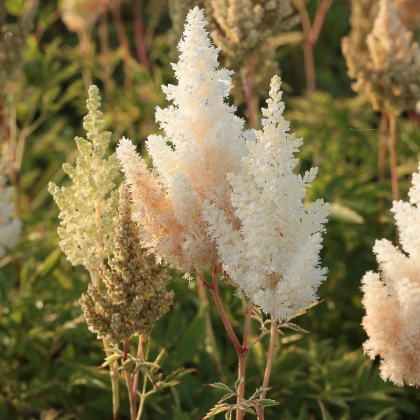 Čechrava Weisse Gloria - Astilbe - hlízy čechravy - 1 ks