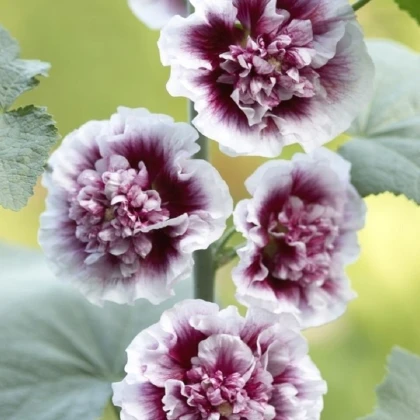 Topolovka Creme de Casis - Alcea - prostokořenné sazenice - 1 ks