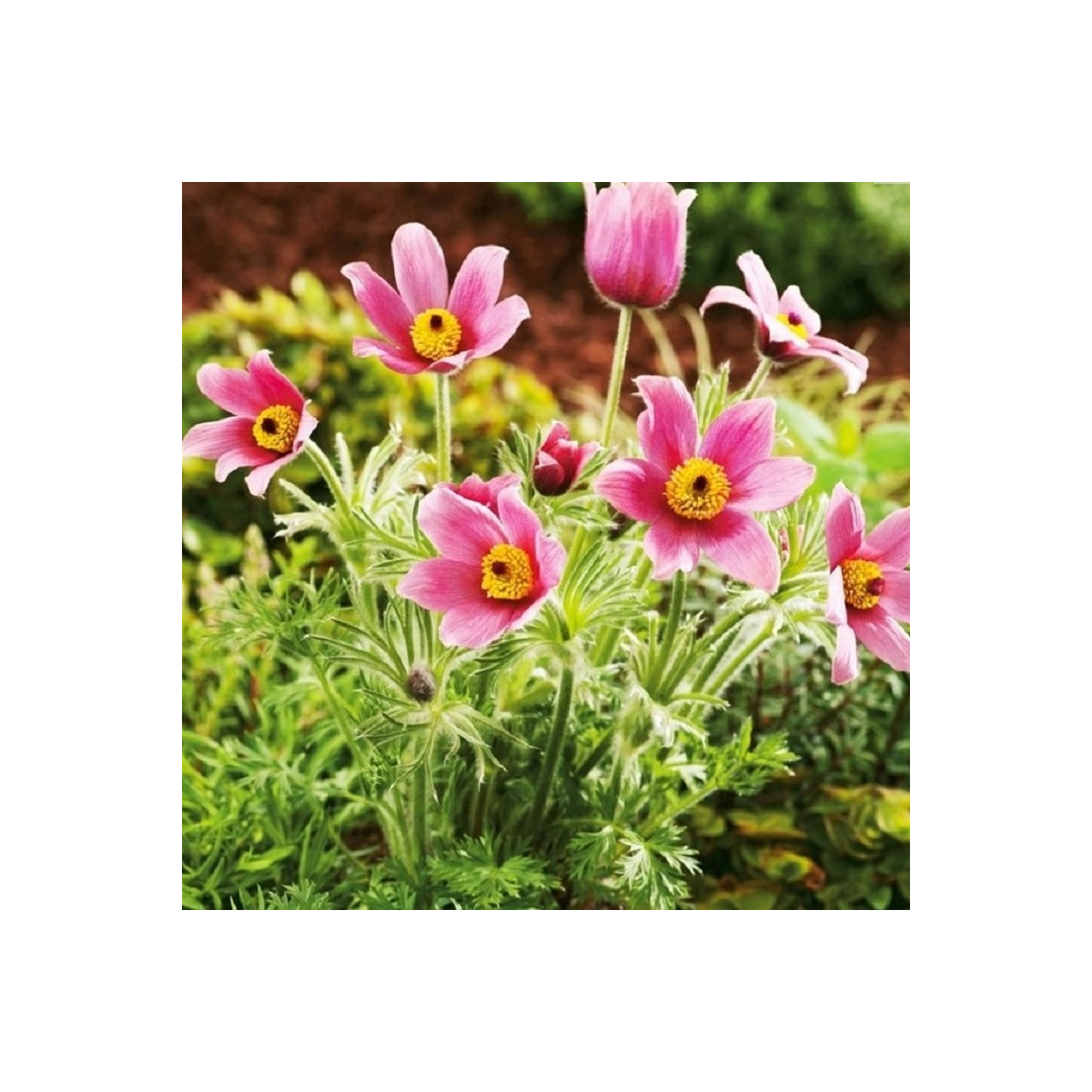 Koniklec růžový - Pulsatilla - prostokořenné sazenice - 1 ks