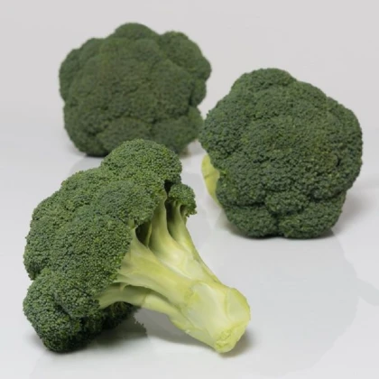 BIO Brokolice Covina F1 - Brassica oleracea L. - bio semena brokolice - 20 ks