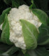 BIO Květák Flamenco F1 - Brassica oleracea - bio semena květáku - 15 ks