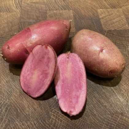 Sadbové brambory Heiderot - Solanum tuberosum - brambory - 5 ks