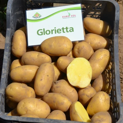 BIO Sadbové brambory Glorietta - Solanum tuberosum - bio brambory - 10 ks