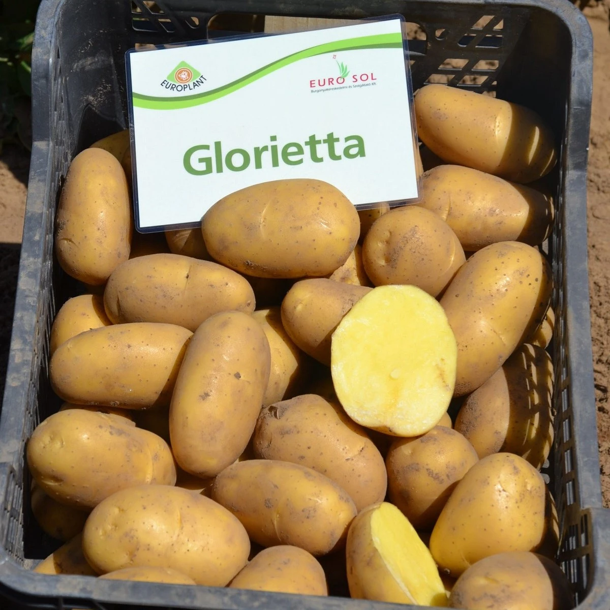 BIO Sadbové brambory Glorietta - Solanum tuberosum - bio brambory - 10 ks