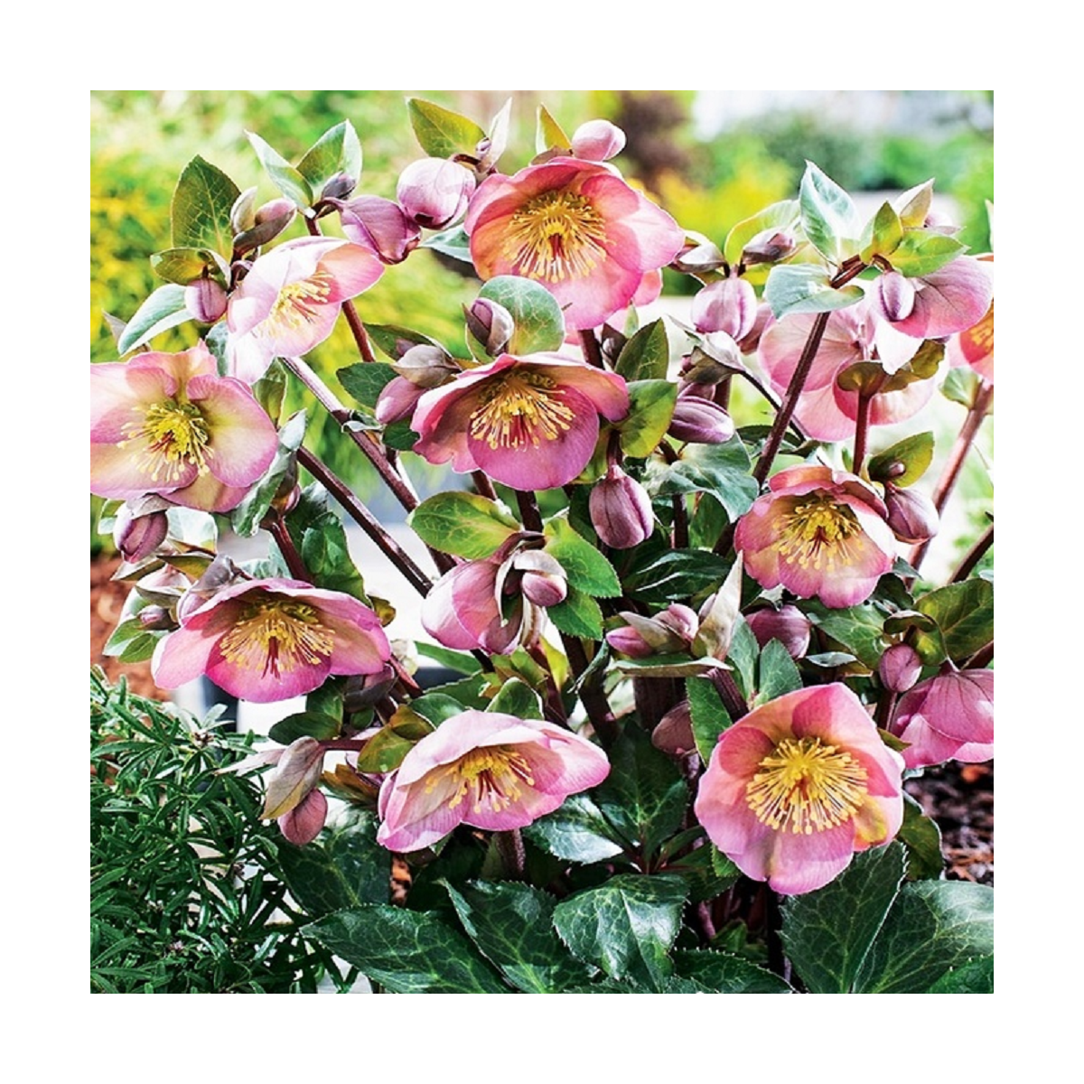 Čemeřice Montsegur - Helleborus - prostokořenné sazenice čemeřice - 1 ks