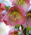 Čemeřice Montsegur - Helleborus - prostokořenné sazenice čemeřice - 1 ks