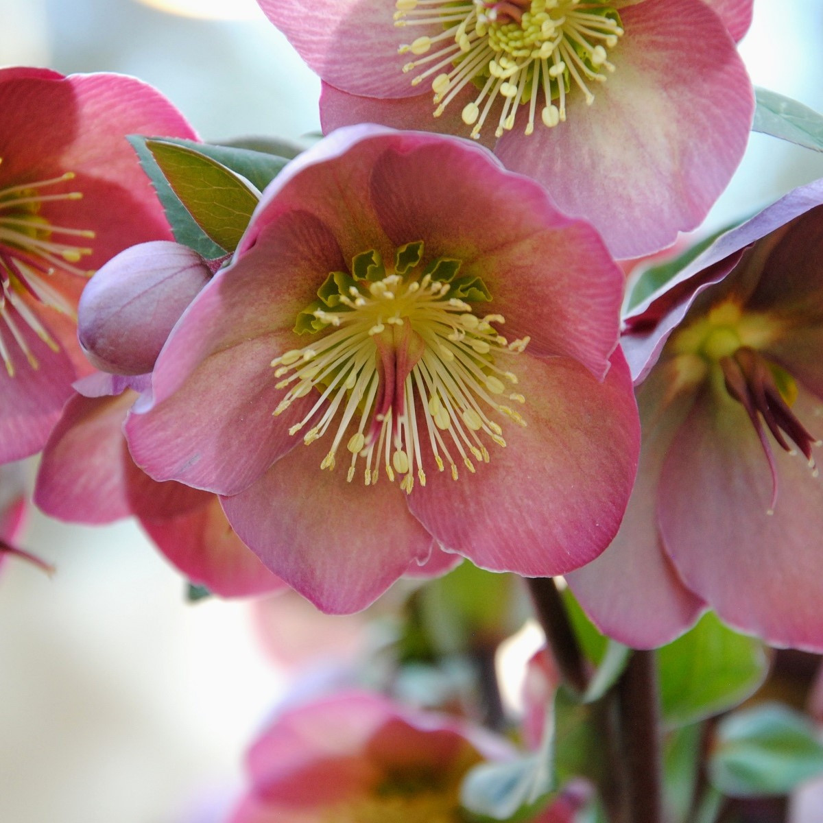 Čemeřice Montsegur - Helleborus - prostokořenné sazenice čemeřice - 1 ks