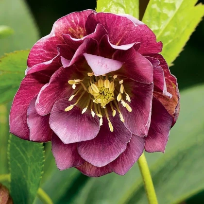 Čemeřice plnokvětá Ellen Red - Helleborus double - prostokořenné sazenice čemeřice - 1 ks