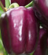 Paprika Beluga Lilac F1 - Capsicum annuum - semena papriky - 6 ks
