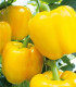 Paprika Beluga Yellow F1 - Capsicum annuum - semena papriky - 5 ks