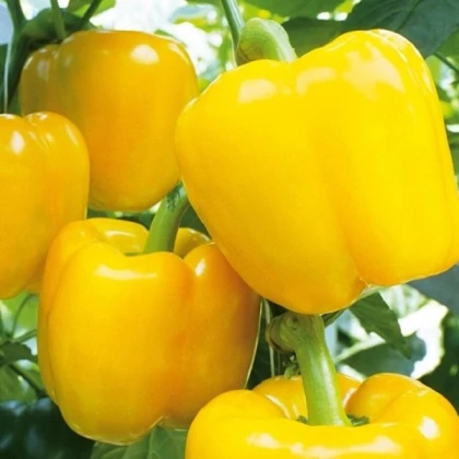 Paprika Beluga Yellow F1 - Capsicum annuum - semena papriky - 5 ks