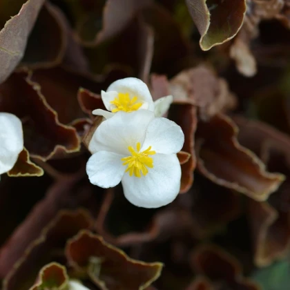 Begónie Marsala F1 White - Begonia semperflorens - semena begónie - 20 ks