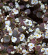 Begónie Marsala F1 White - Begonia semperflorens - semena begónie - 20 ks