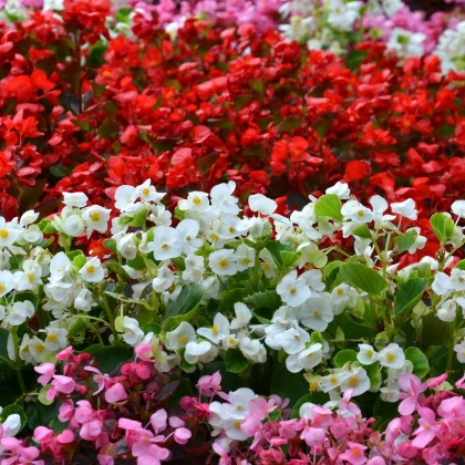 Begonie Nightlife Mix F1 - Begonia semperflorens - osivo begónie - 12 ks