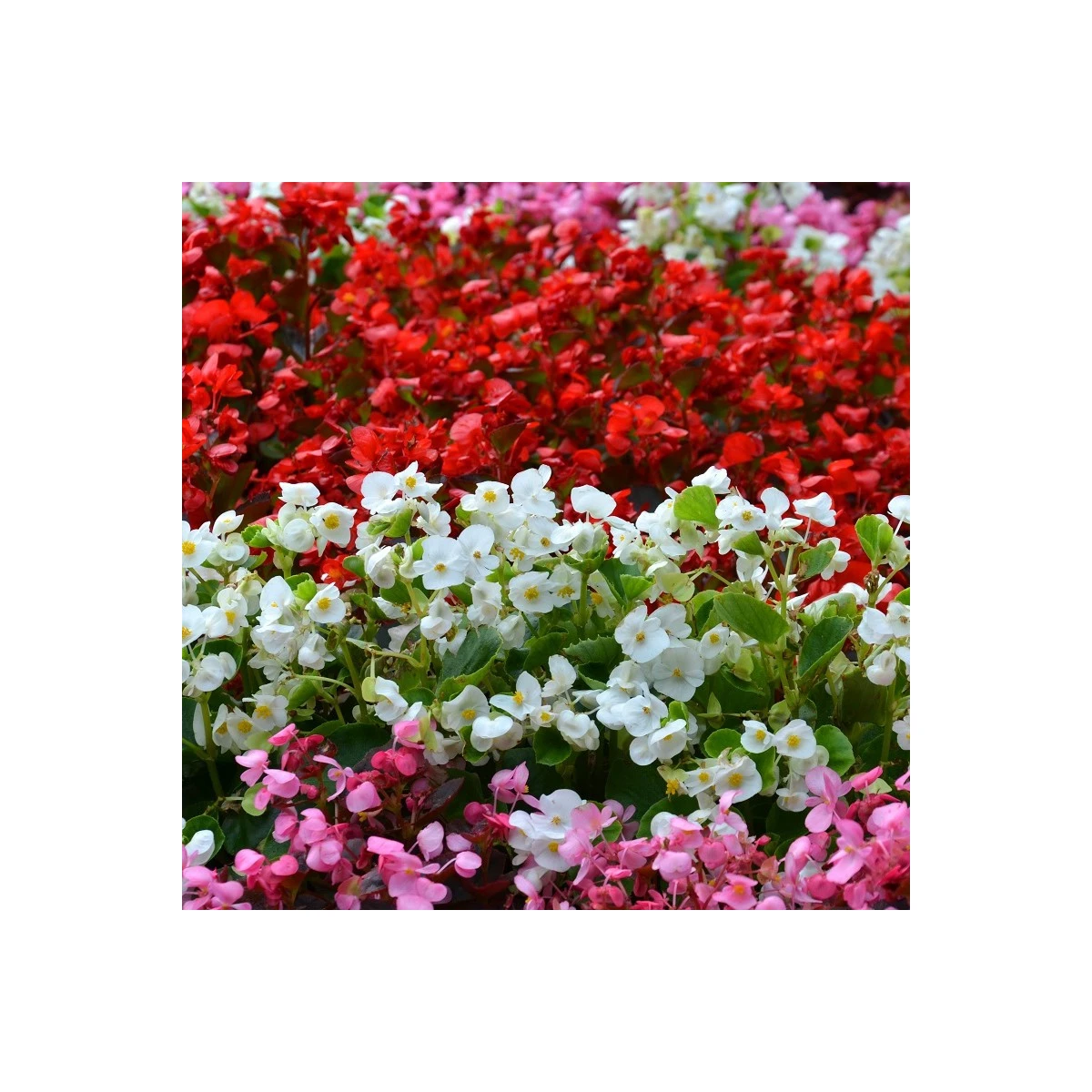 Begonie Nightlife Mix F1 - Begonia semperflorens - osivo begónie - 12 ks
