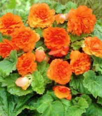 Begónie Nonstop F1 Orange - Begonia tuberhybrida - semena begónie - 20 ks