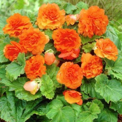 Begónie Nonstop F1 Orange - Begonia tuberhybrida - semena begónie - 20 ks
