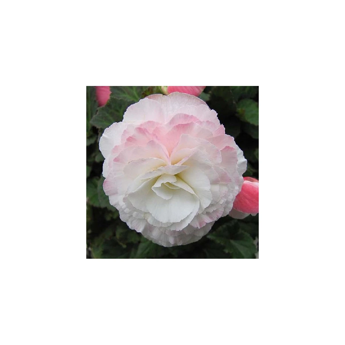 Begónie Nonstop F1 Appleblossom - Begonia tuberhybrida - semena begónie - 20 ks