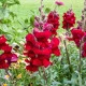 Hledík větší Rocket F1 Red - Antirrhinum majus - semena hledíku - 20 ks