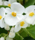 Begónie Superstar F1 White - Begonia semperflorens - semena begónie - 20 ks