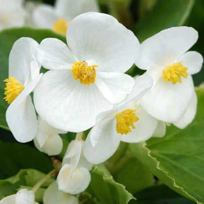 Begónie Superstar F1 White - Begonia semperflorens - semena begónie - 20 ks