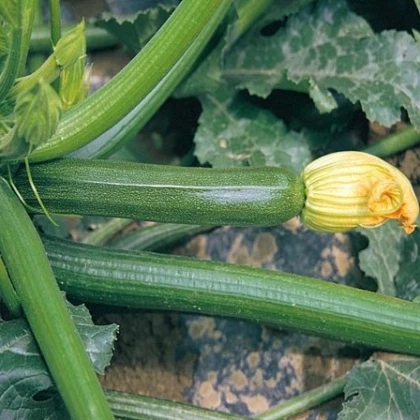 BIO Cuketa F1 Partenon - prodej bio semen cukety - 5 ks