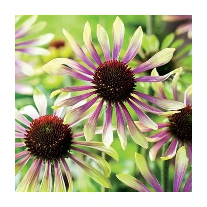 Třapatkovka Green Twister - Echinacea purpurea - prostokořenné sazenice třapatkovky - 1 ks
