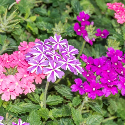 Sporýš zahradní Tuscany Mix - Verbena hybrida - semena sporýše - 15 ks