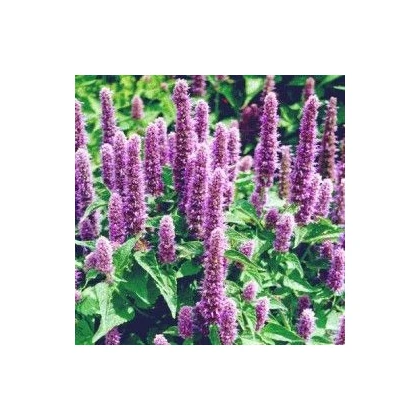 Agastache mexická Bavaria - Agastache mexicana - semena agastache - 30 ks