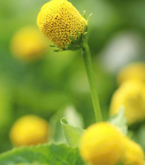 Plamatka zelná Homer - Spilanthes oleracea - semena plamatky - 60 ks