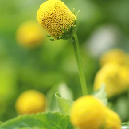 Plamatka zelná Homer - Spilanthes oleracea - semena plamatky - 60 ks