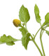 Plamatka zelná Homer - Spilanthes oleracea - semena plamatky - 15 ks