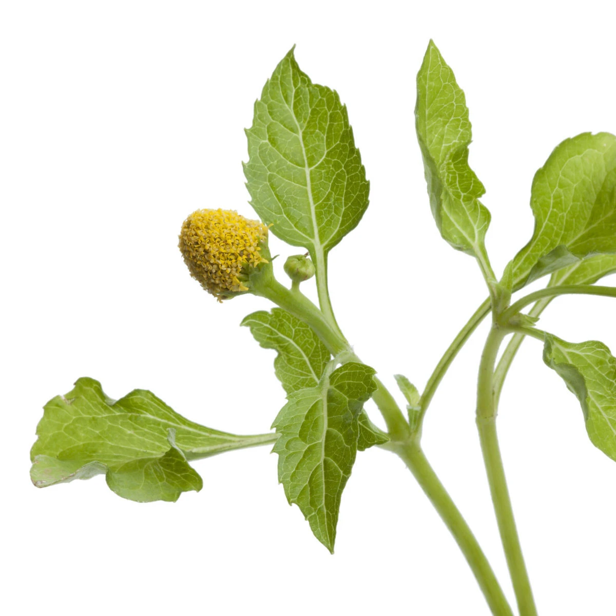 Plamatka zelná Homer - Spilanthes oleracea - semena plamatky - 15 ks